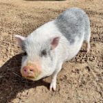 Billy the Pig