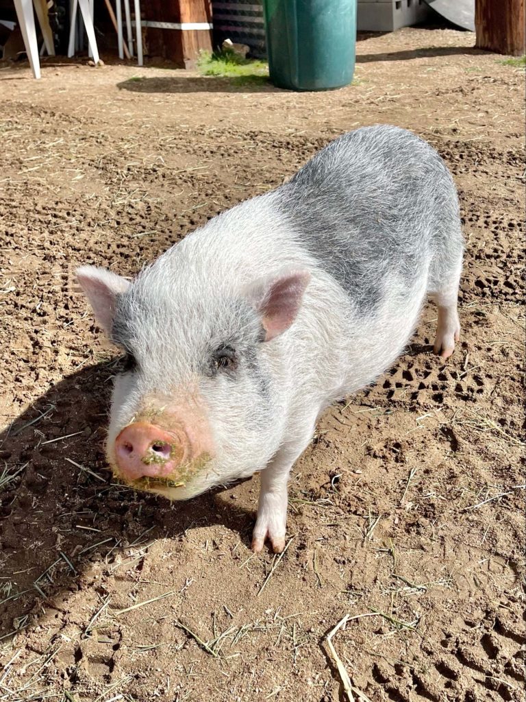Billy the Pig