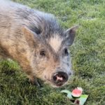 Ollie the Pig