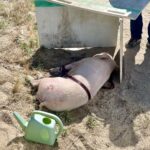 Pig found on the side of the road